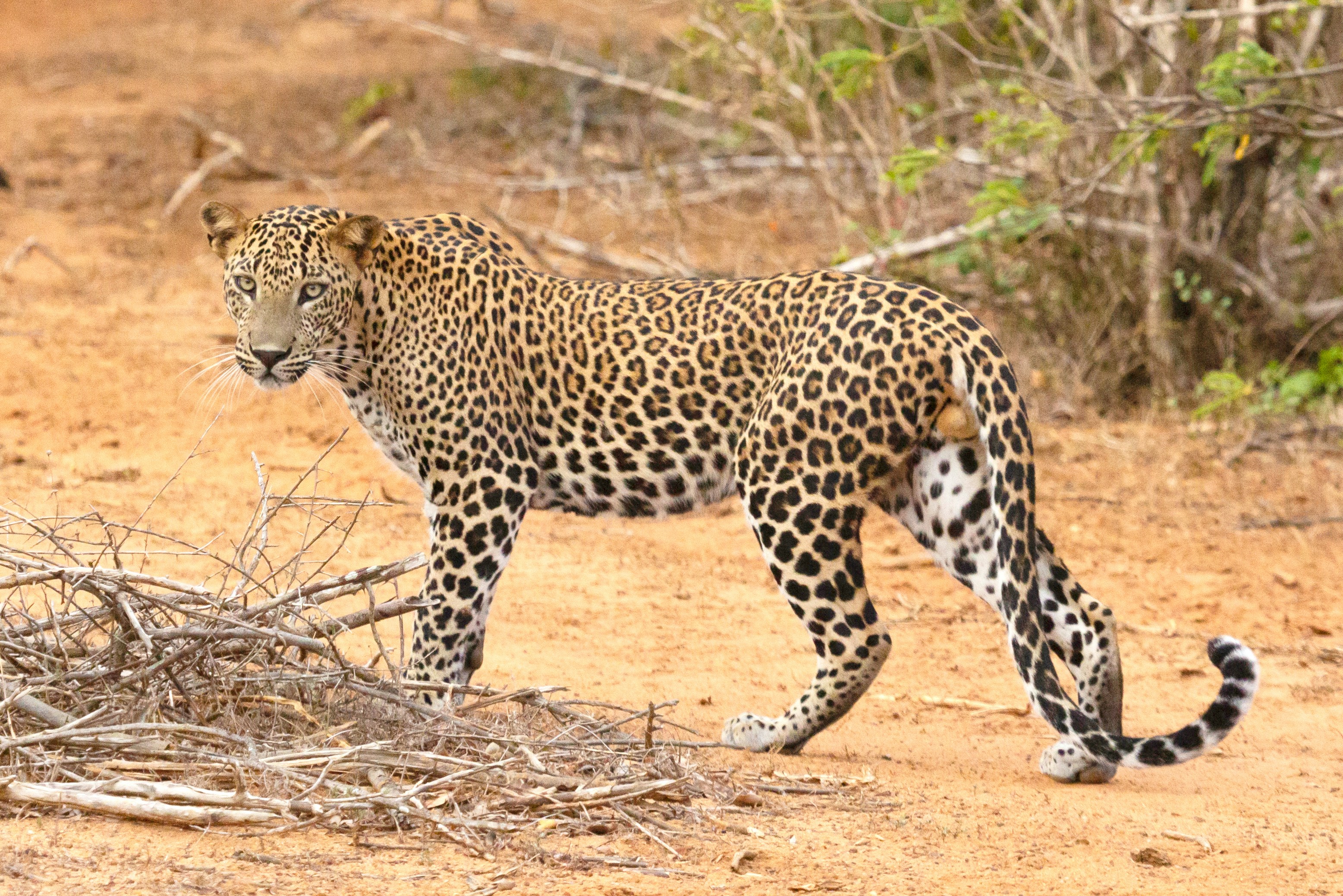 Yala/Udawalawe